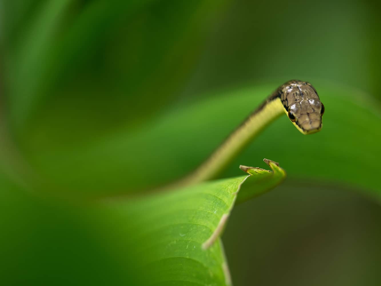 Brown tree snake on a green leaf.