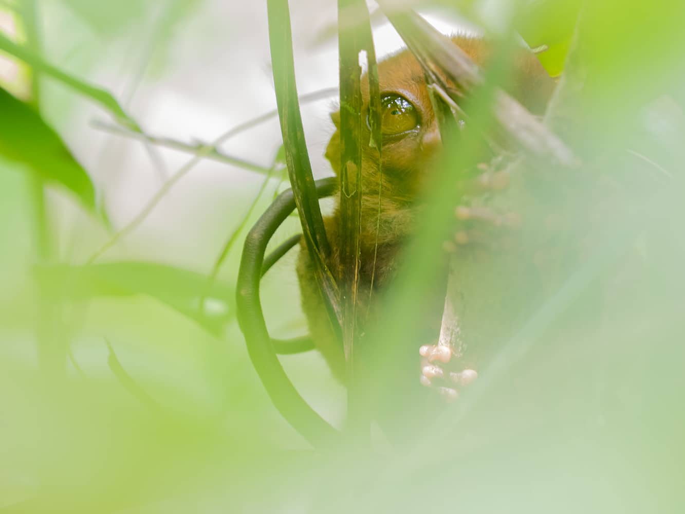 Small tarsier Philippines. 