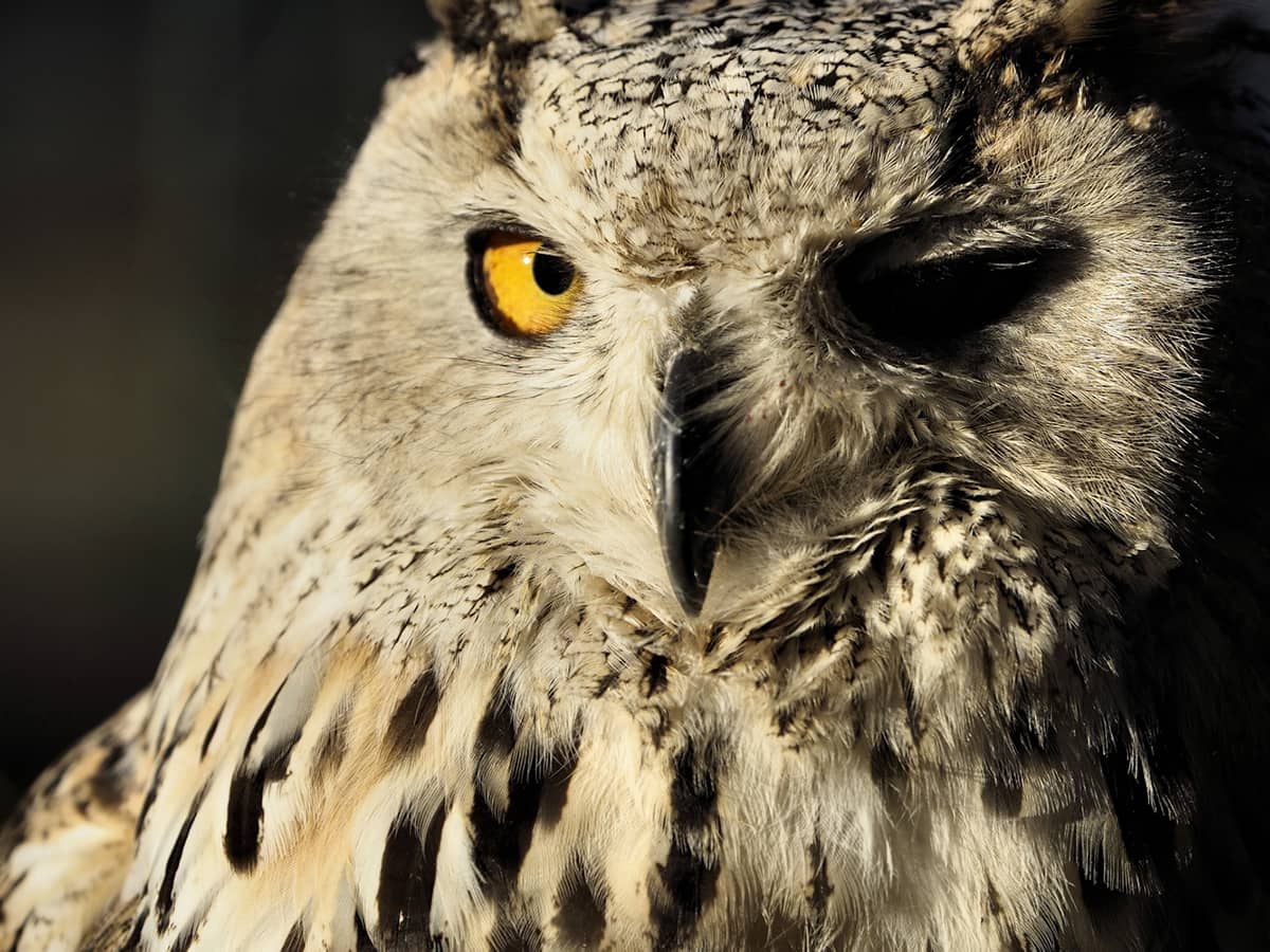 Owl with one closed eye.