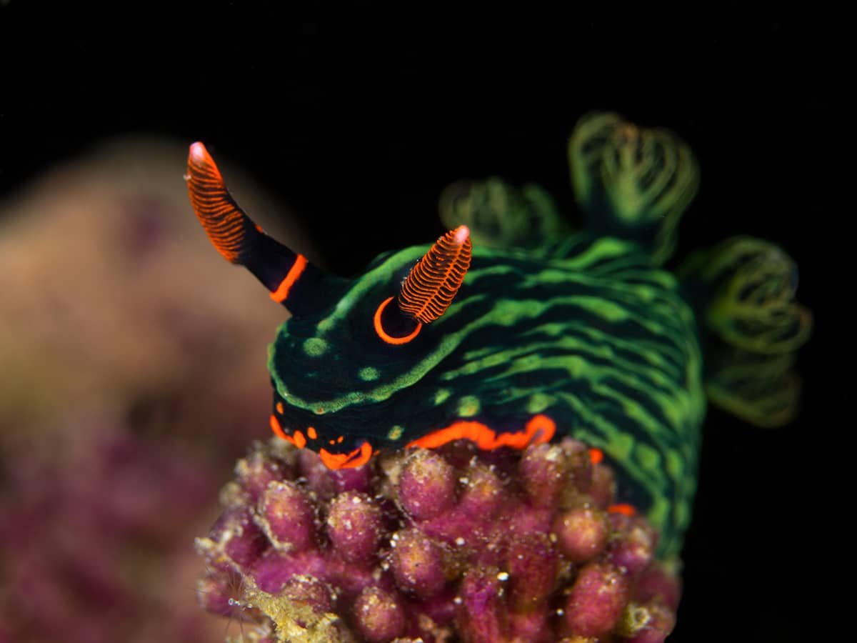 Colorful nudibranch with a black background.