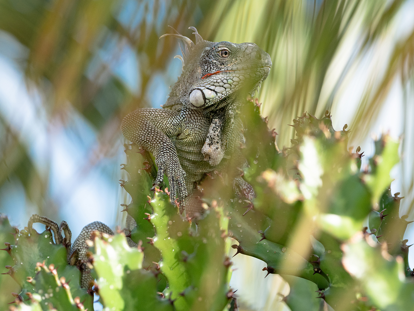 Iguana on a palm tree Curaçao.