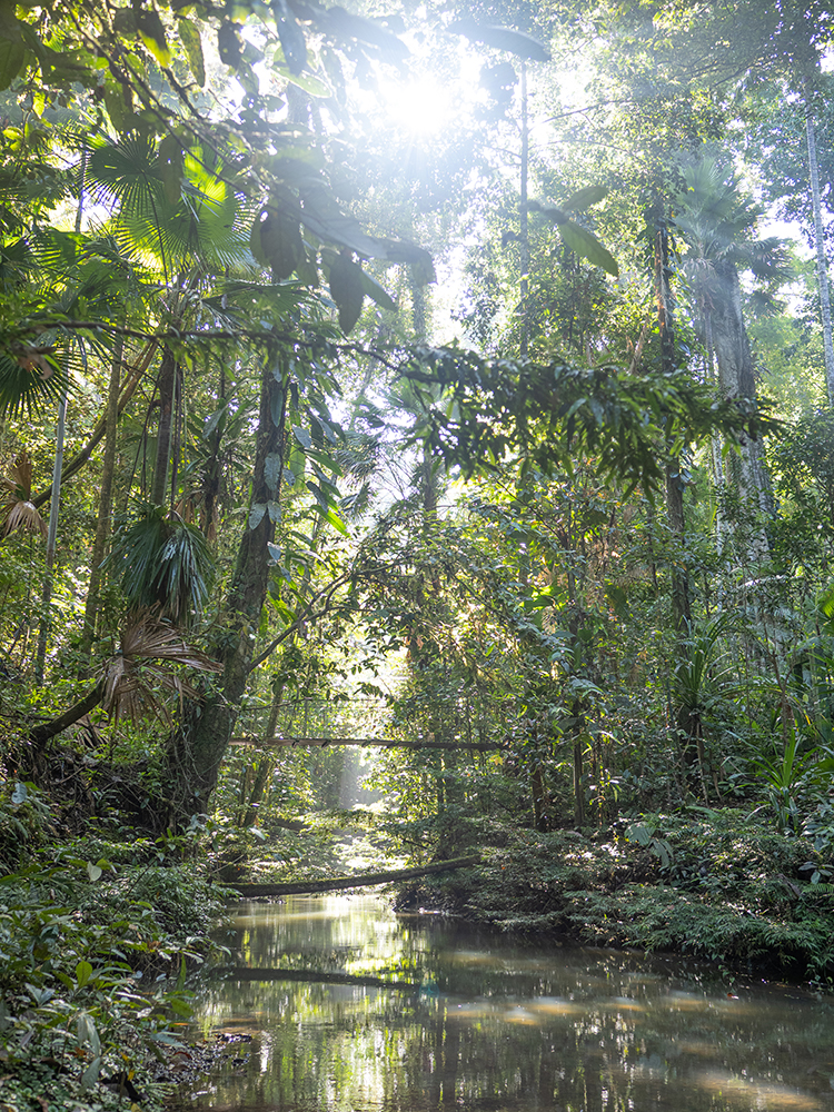 Healthy primary rainforest in Halmahera, Indonesia.
