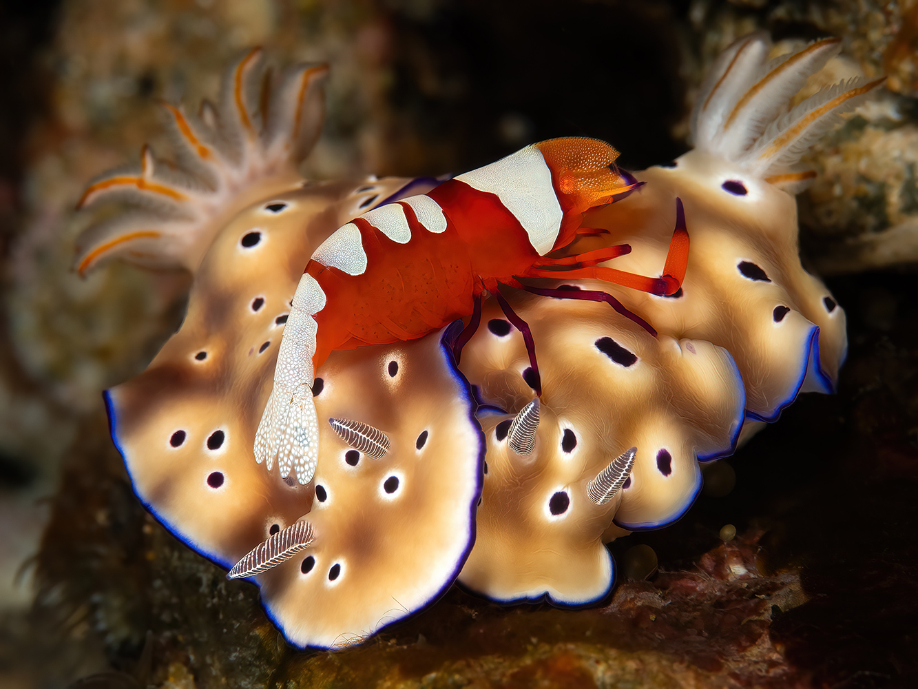 Emperor shrimp on two nudibranches.