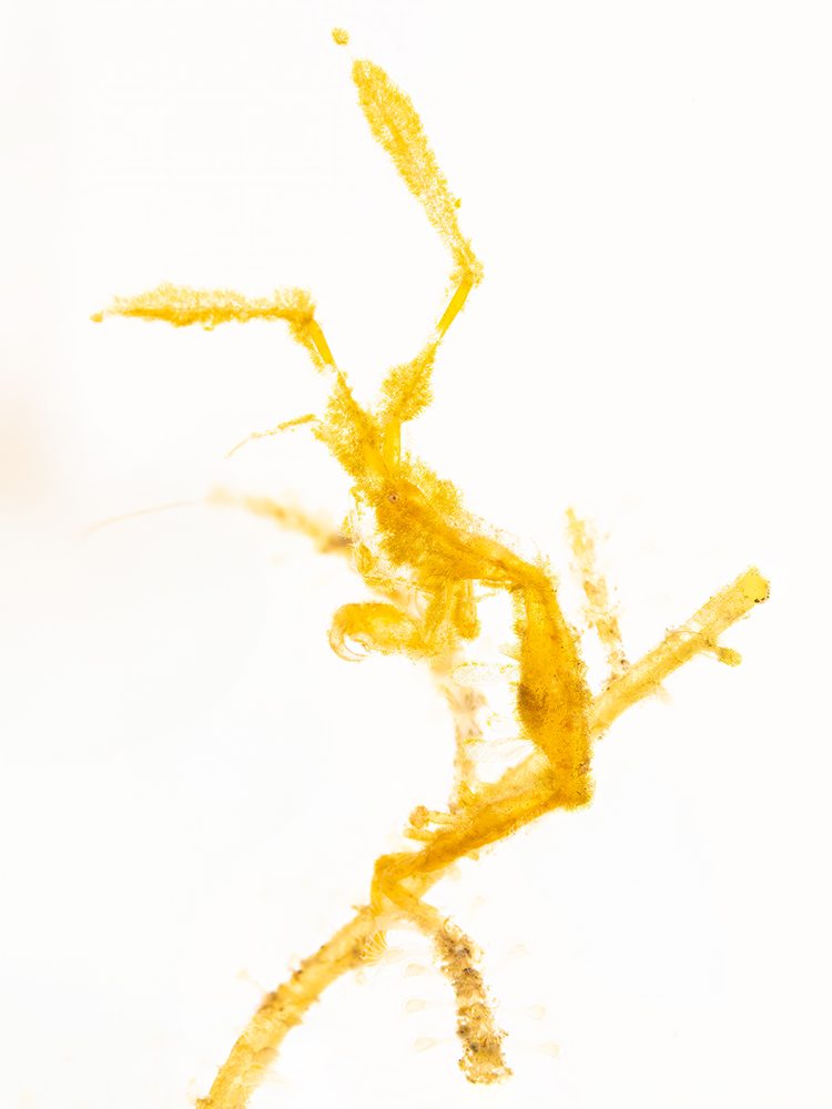 Yellow skeleton shrimp with white background.