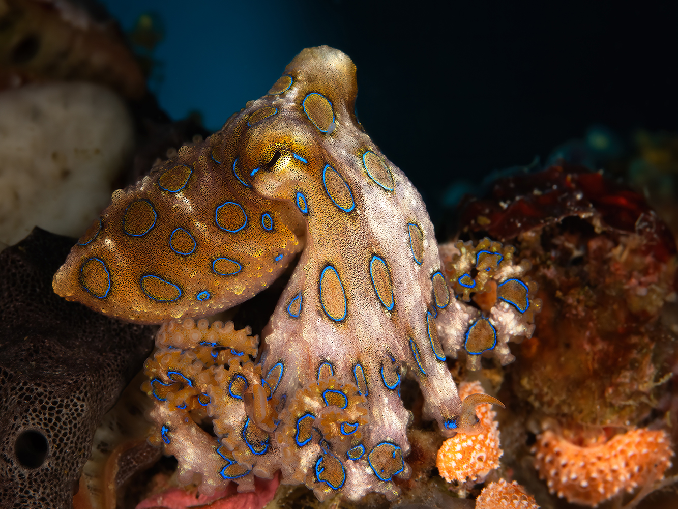 Blue ringed octopus on Kusu Island, North Maluku.