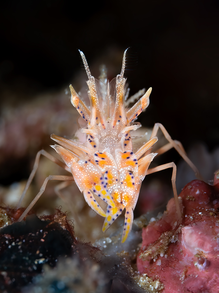 Portrait of a tiger shrimp.
