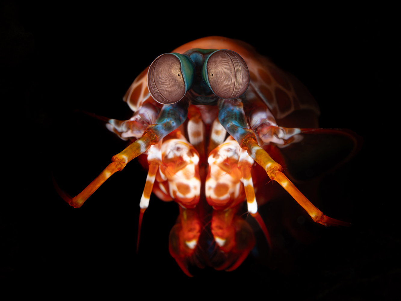 Colorful mantis shrimp in Alor, Indonesia.