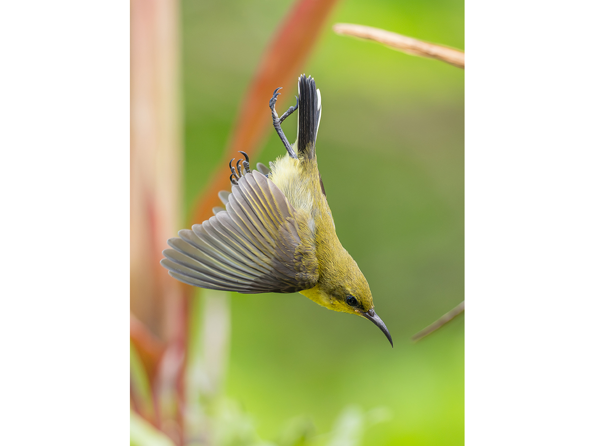 Birding Romblon 1.jpg