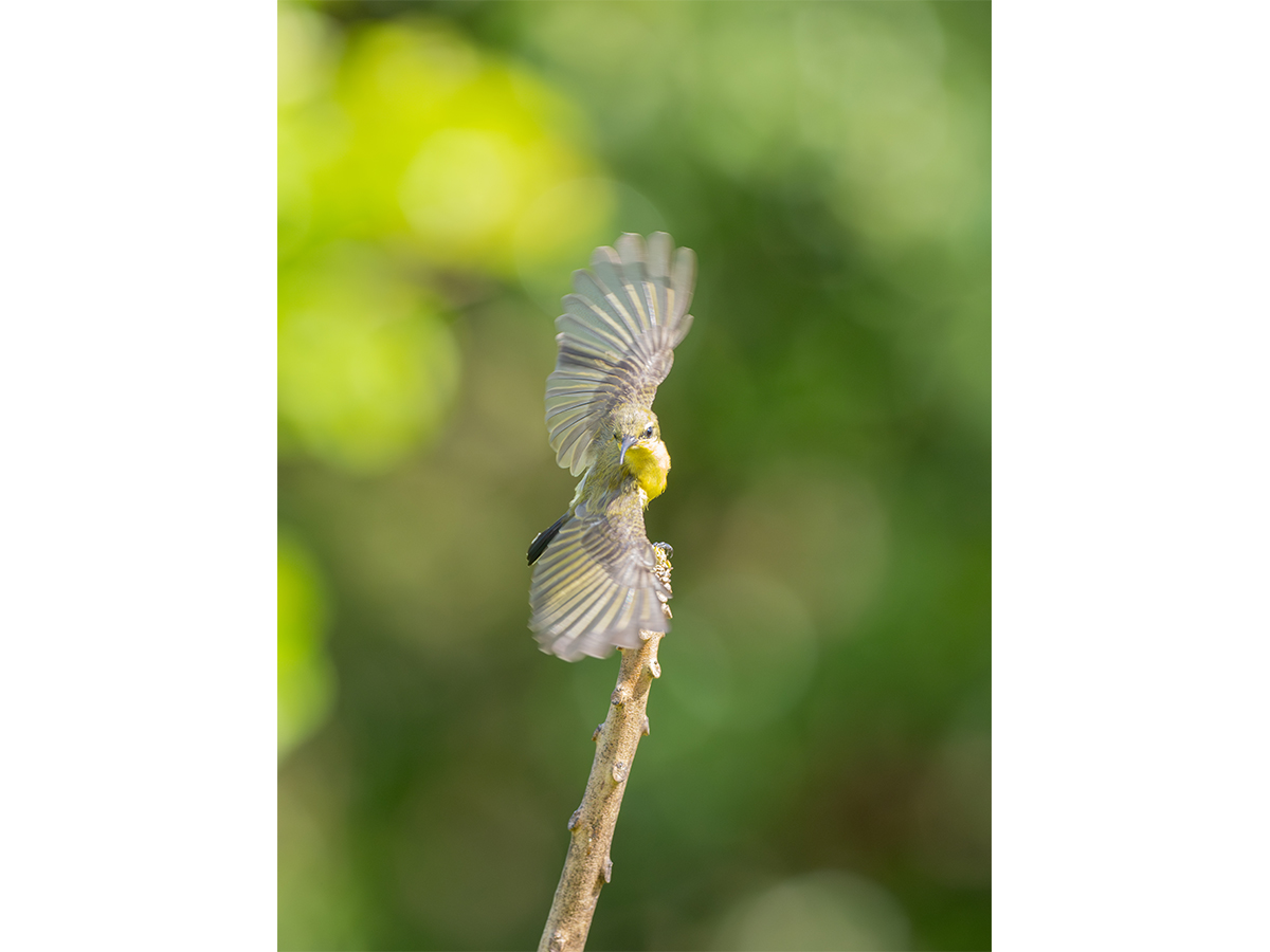 Birding Romblon 2.jpg