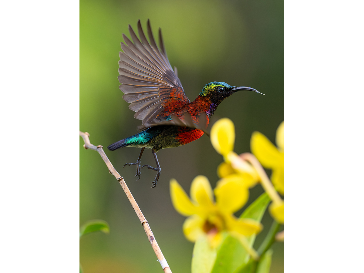 Birding Romblon 3.jpg