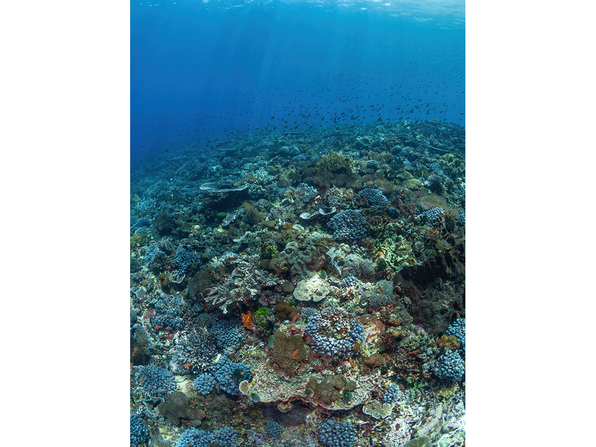 Crazy colour frenzy 1.jpg